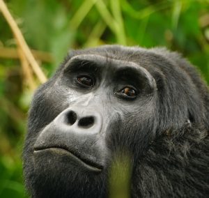Bwindi Impenetrable National Park -Mountain Gorilla