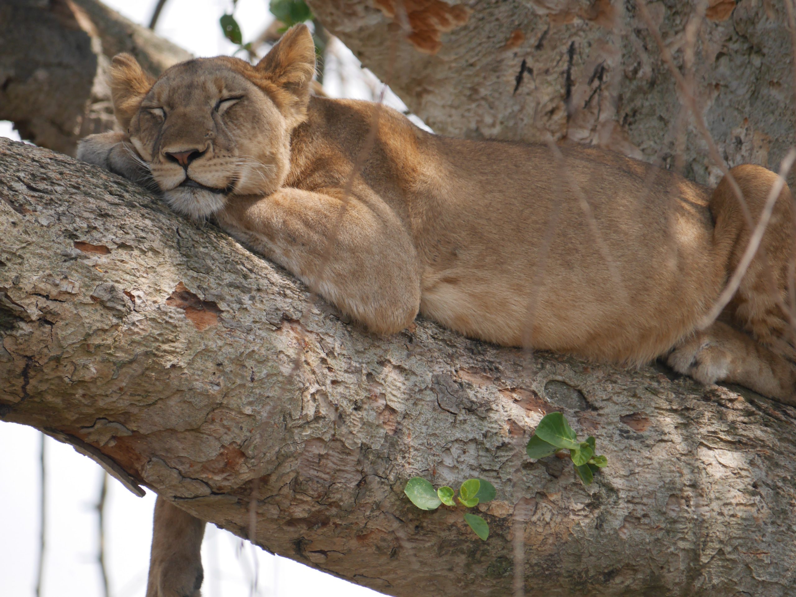 Tree Climbing Lion in Ishasha Sector Queen Elizabeth National Park with Great Africa Safaris