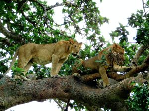 Tree Climbing Lions in Ishasha Queen Elizabeth National Park