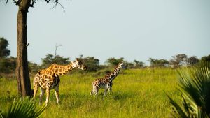 Getting to Murchison falls National Park – Safari