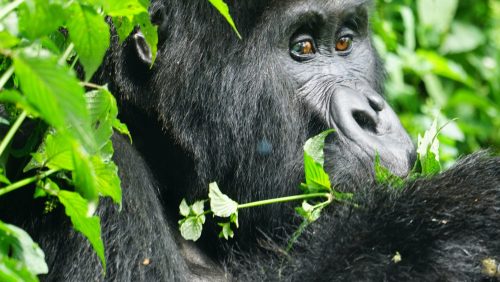 Mountain Gorilla in Bwindi Impenetrable National Park