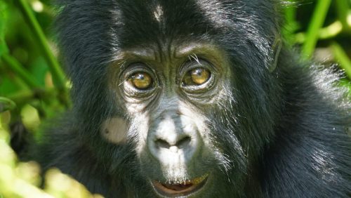 Baby Gorilla Bwindi with Great Africa Safaris