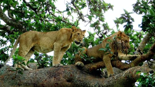 Tree Climbing Lions in Ishasha Queen Elizabeth National Park