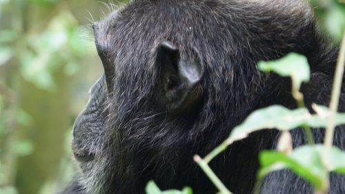 Chimpanzee Trekking In Kibale National Park